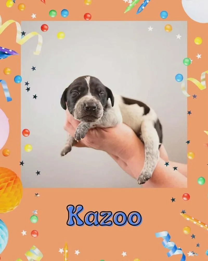 Kazoo