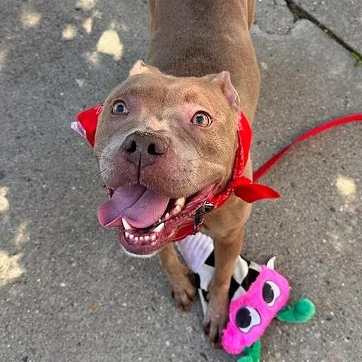 An adult medium-sized female Brown / Chocolate Pit Bull Terrier dog named Marlee$ for adoption in Springfield, MA