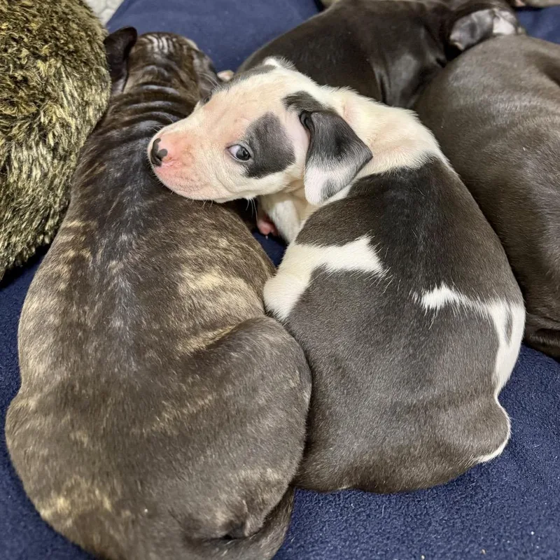 A baby medium-sized male Black Pit Bull Terrier dog named Poplin for adoption in Durham, NC