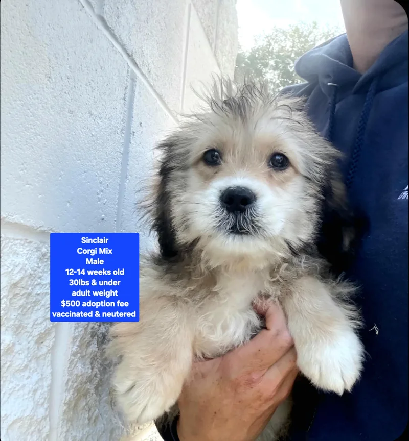 A baby medium-sized male Corgi dog named Sinclair for adoption in Oviedo, FL