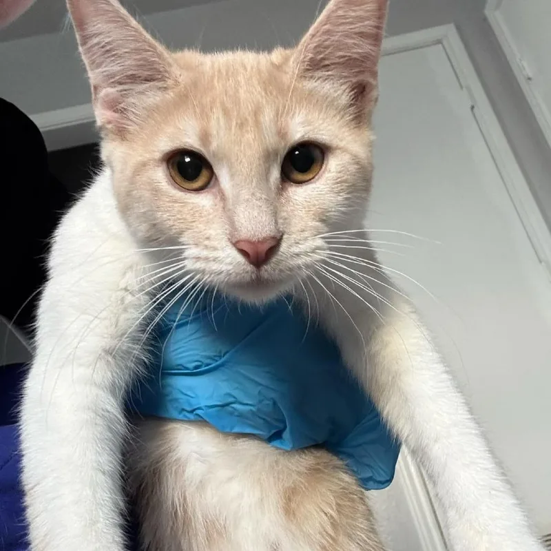 A baby medium-sized female Orange / Red Domestic Short Hair cat named Regina for adoption in Midland, TX