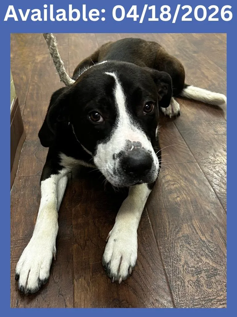 A young medium-sized male Labrador Retriever dog named Dog Kennel for adoption in Greenville, TX
