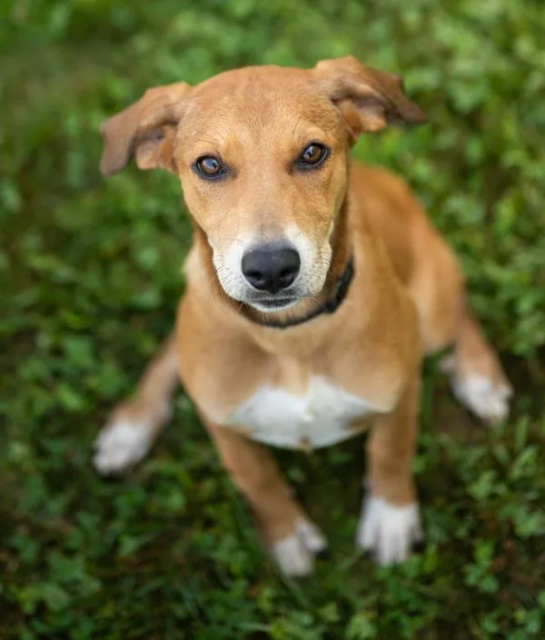 A baby large-sized female Shepherd dog named Copper Penny for adoption in Stratham, NH
