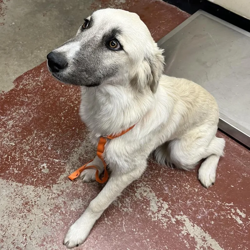 A young medium-sized female White / Cream Mixed Breed dog named Ethel for adoption in Pauls Valley, OK