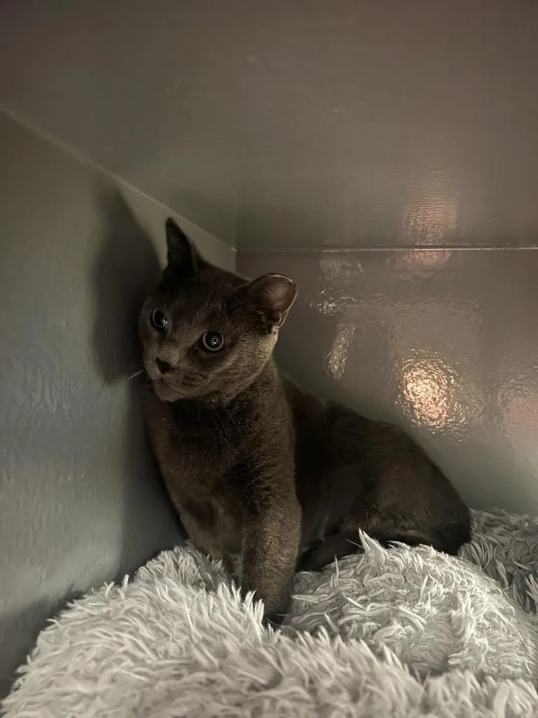 A young medium-sized female Domestic Short Hair cat named Arabella for adoption in Cloquet, MN