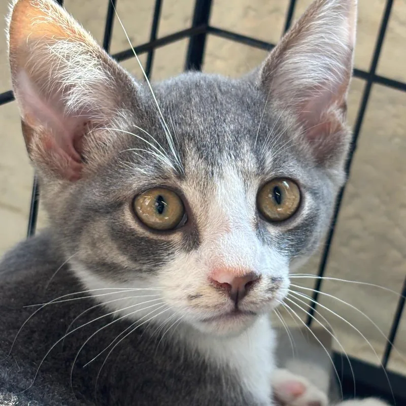 A baby small-sized male Gray / Blue / Silver Domestic Short Hair cat named Mayes for adoption in Huntington, WV