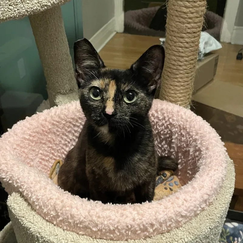 A young medium-sized female Tortoiseshell Domestic Short Hair cat named Felony for adoption in Los Angeles, CA