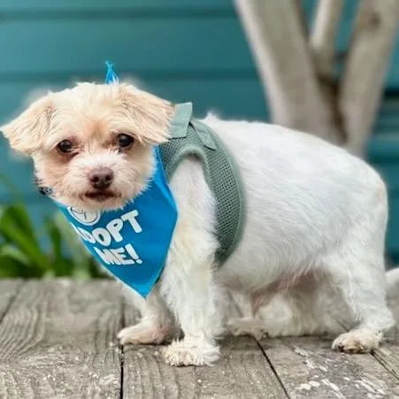 A senior small-sized male White / Cream Shih Tzu dog named Hocus for adoption in Pacific Grove, CA