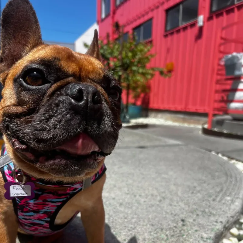 A senior small-sized female Brown / Chocolate French Bulldog dog named Flower Market for adoption in San Francisco, CA