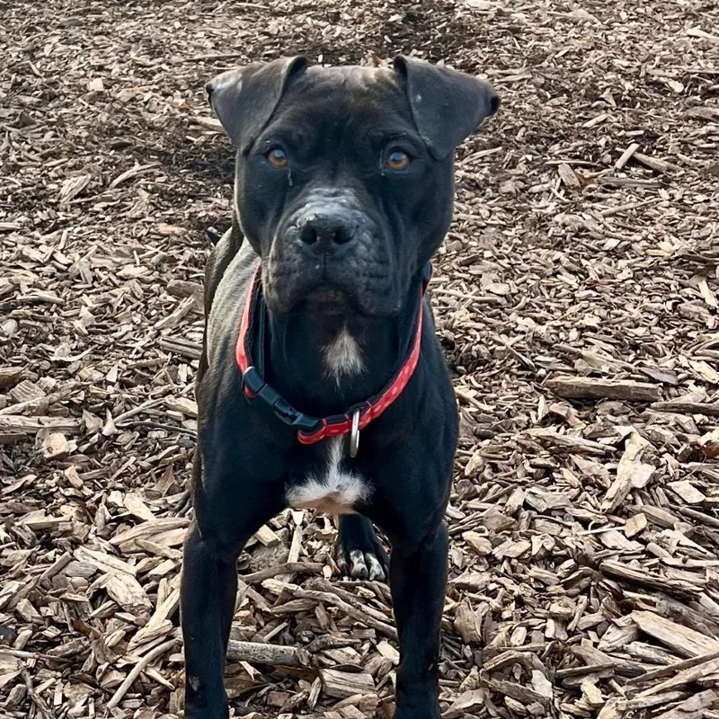 An adult medium-sized female English Bulldog dog named Sunny for adoption in Peachtree City, GA