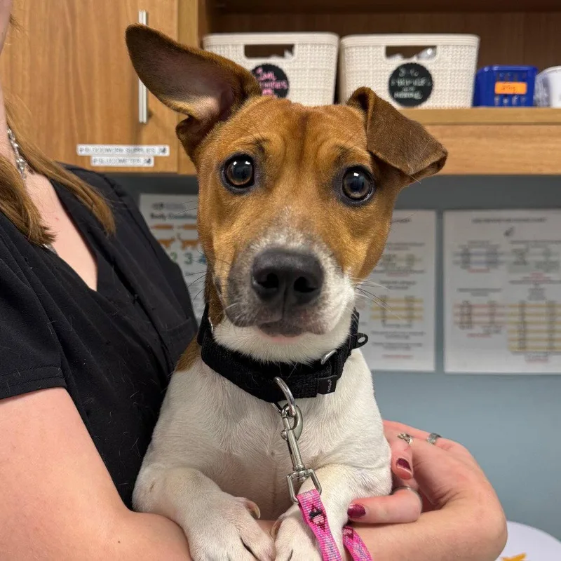 An adult medium-sized male Mixed Breed dog named Momo for adoption in New Castle, DE
