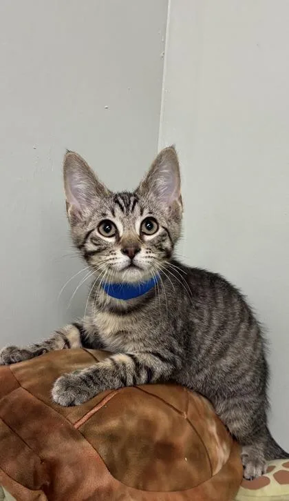 A baby medium-sized male Domestic Short Hair cat named Eggo for adoption in Picayune, MS