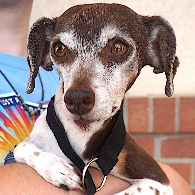 A senior small-sized female Jack Russell Terrier dog named Alina for adoption in Carrollton, TX