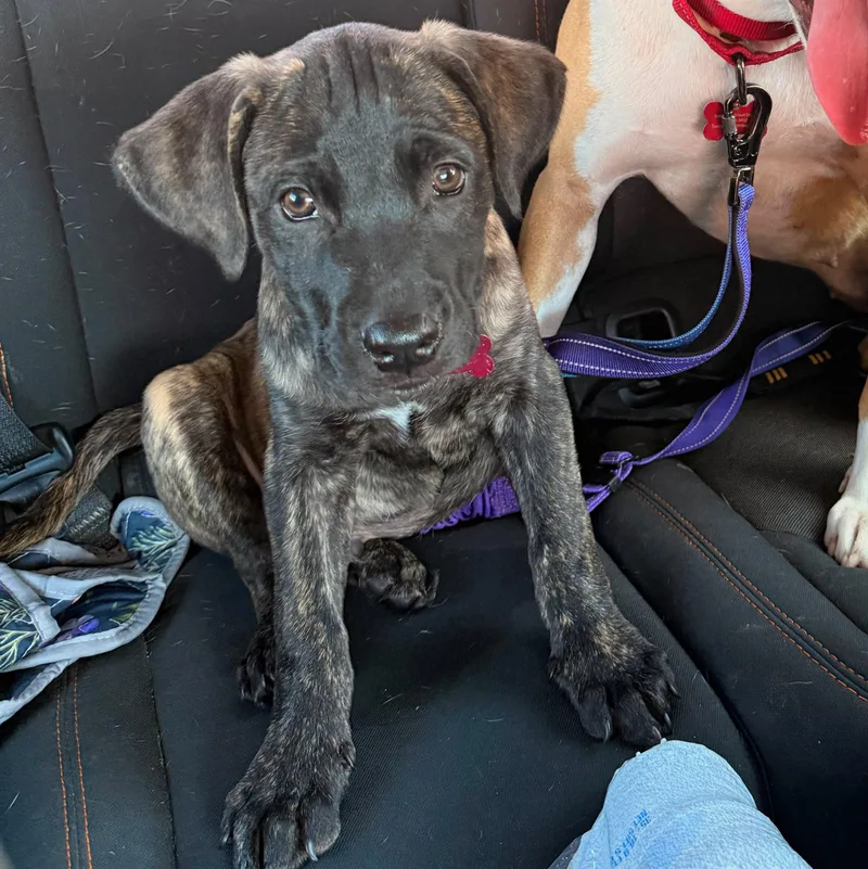 A young large-sized male German Shepherd Dog dog named Maddox for adoption in Houston, TX