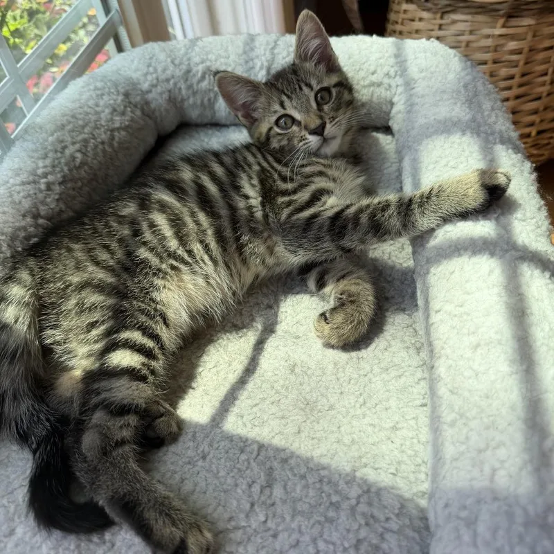A baby small-sized male Brown / Chocolate Domestic Short Hair cat named Marshall for adoption in Hopkinton, MA