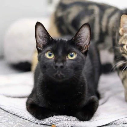 A baby small-sized male Black Domestic Short Hair cat named Shadow for adoption in Atlanta, GA
