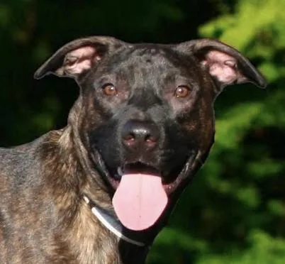 Cocoa Bean thumbnail 2