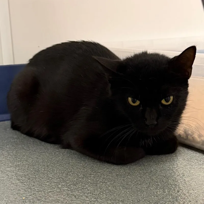 A young medium-sized female Black Domestic Short Hair cat named Adelaide for adoption in West Palm Beach, FL