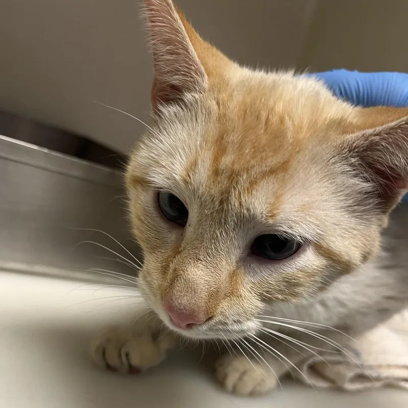 An adult medium-sized male Flame Point Siamese cat named 70958 for adoption in Harrisonburg, VA