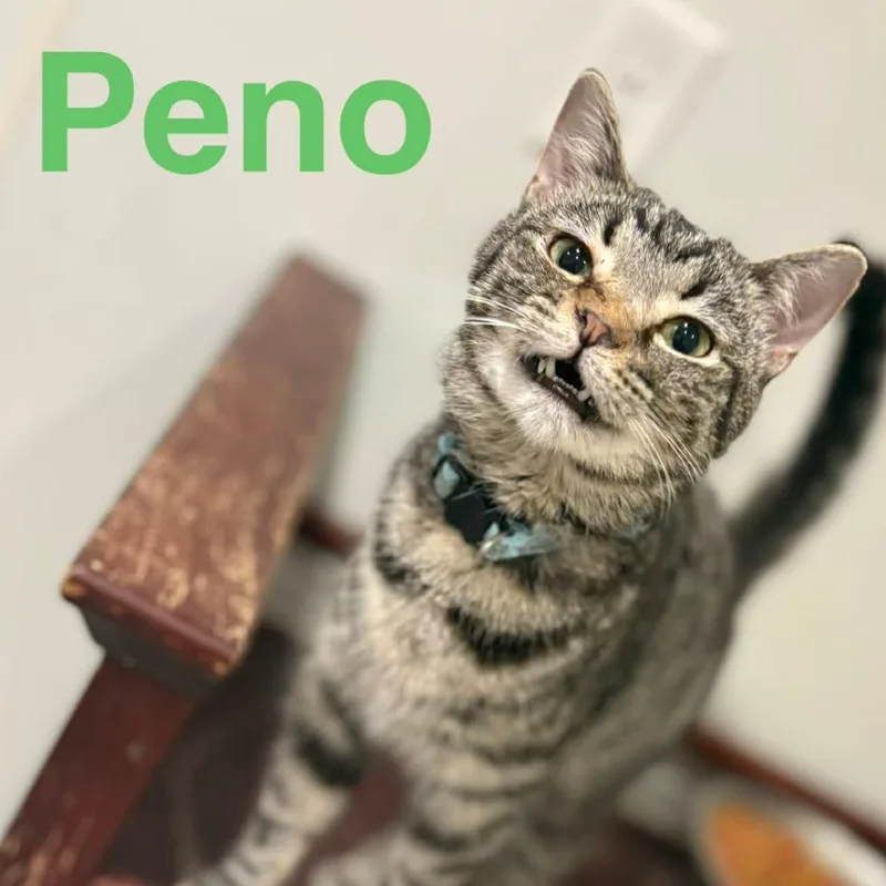 A young small-sized female Domestic Short Hair cat named Jalepeno for adoption in Elwood, IN