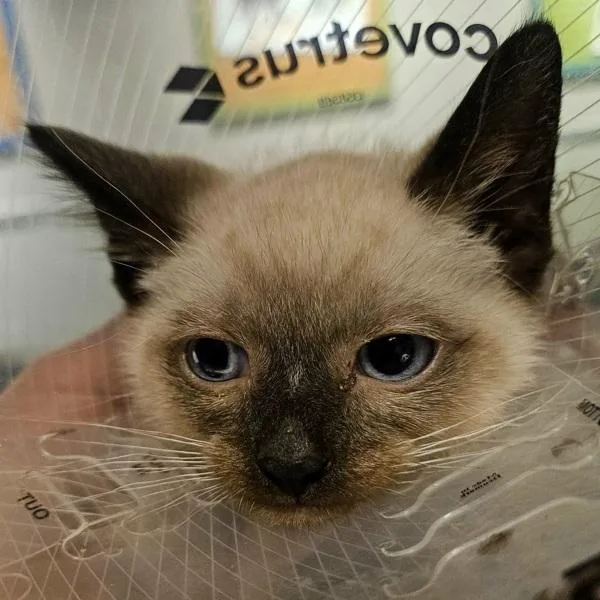 A baby small-sized male Domestic Short Hair cat named Pascal for adoption in Oakland, CA