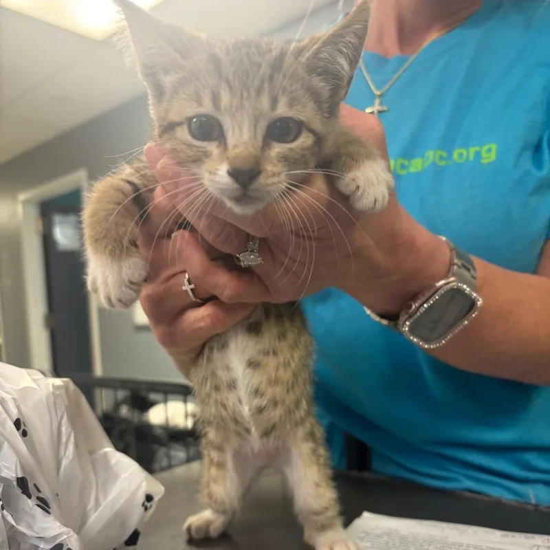 A baby small-sized female Buff / Tan / Fawn Domestic Short Hair cat named Cleopatra for adoption in Lake Jackson, TX