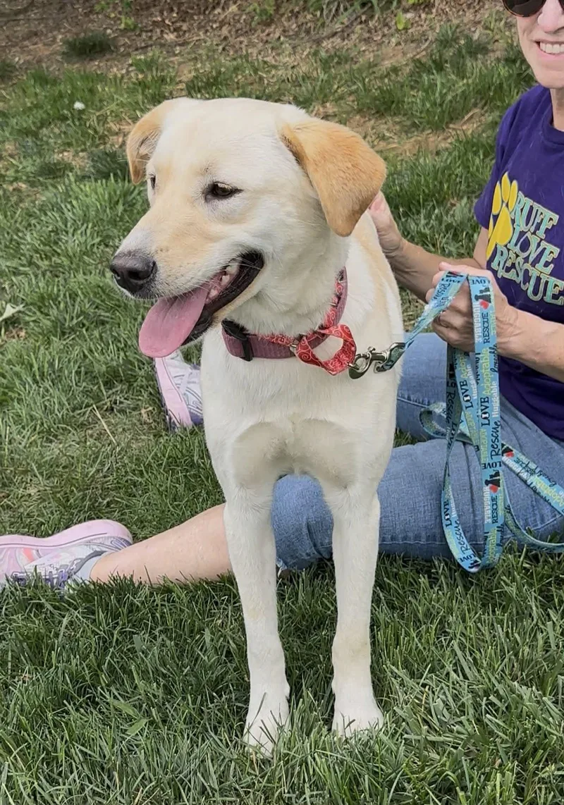 A young large-sized female Labrador Retriever dog named Andie for adoption in Thomasville, NC