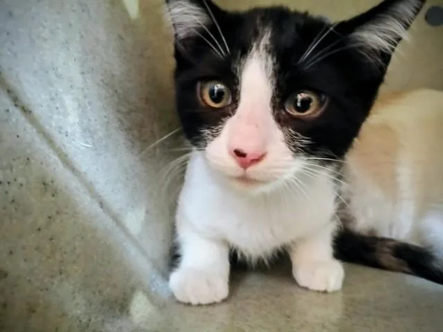 A young medium-sized male Domestic Short Hair cat named A for adoption in Downey, CA