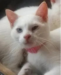 A baby medium-sized female Domestic Short Hair cat named Cake for adoption in St. Cloud, MN