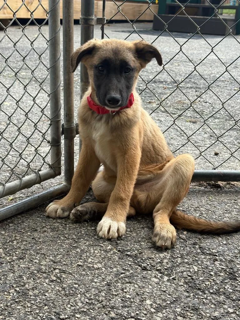 A baby medium-sized male German Shepherd Dog dog named Red Collar for adoption in Russellville, KY