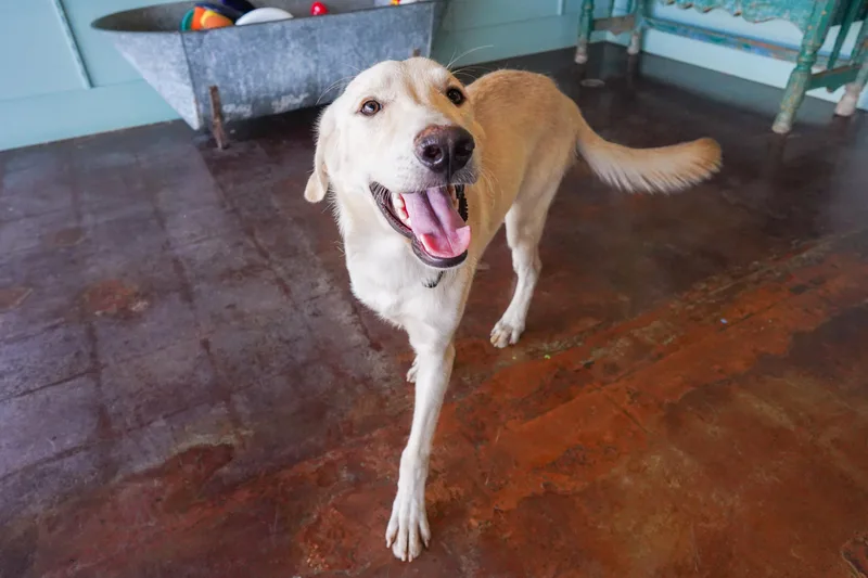 An adult medium-sized male White / Cream Labrador Retriever dog named Billy for adoption in San Antonio, TX