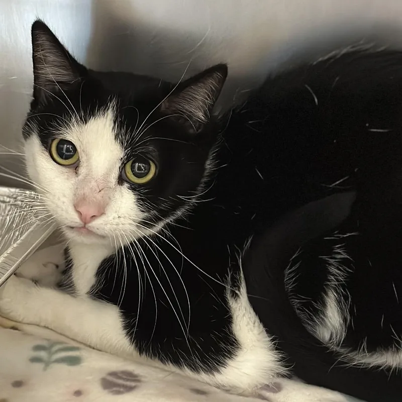 An adult medium-sized female Domestic Short Hair cat named Cookie for adoption in Matteson, IL