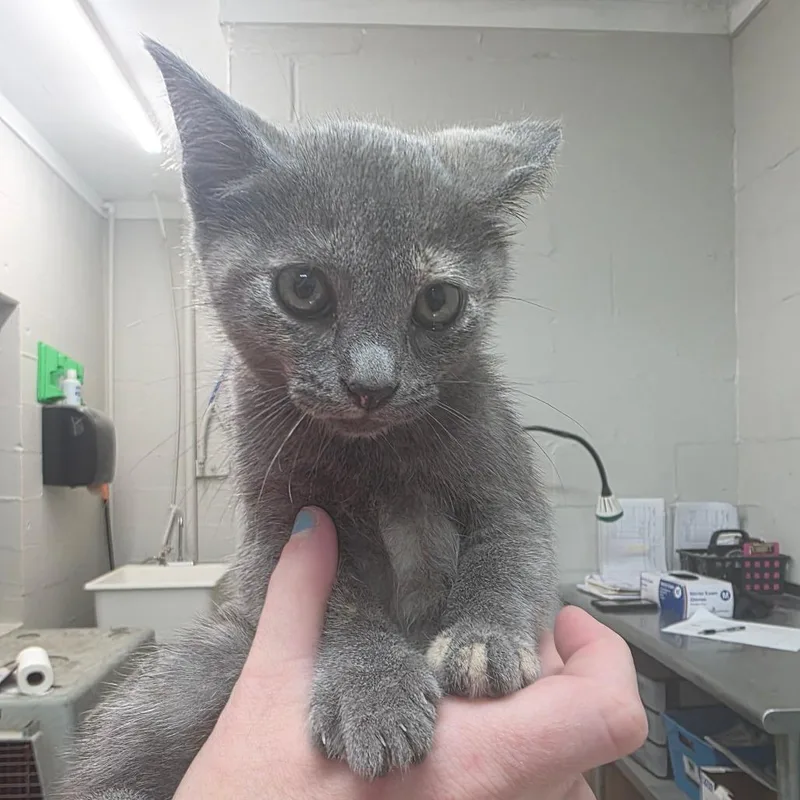 A baby small-sized female Gray / Blue / Silver Domestic Short Hair cat named Starfish for adoption in Clanton, AL