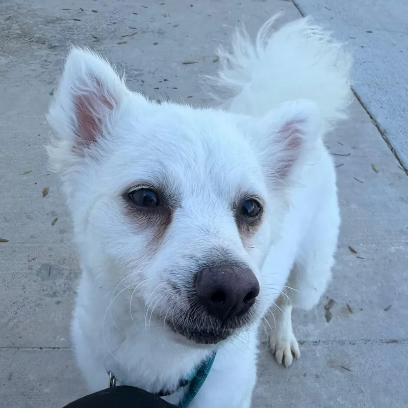 An adult small-sized male White / Cream American Eskimo Dog dog named Cooper for adoption in Newport Beach, CA