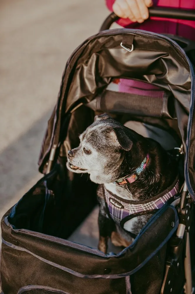 Sally I Am thumbnail 3