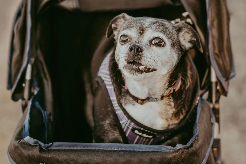 Sally I Am thumbnail 4