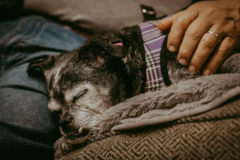 Sally I Am thumbnail 5