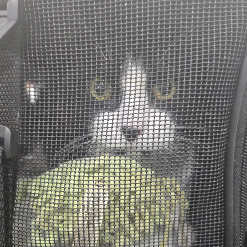 A baby medium-sized female Black Domestic Short Hair cat named Mystique for adoption in Newark, NJ