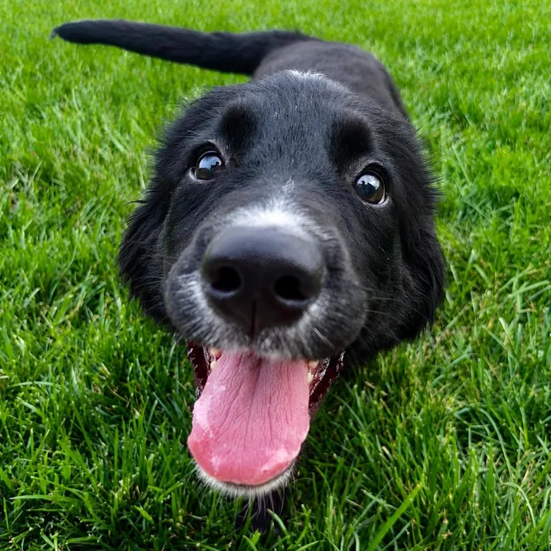 A baby medium-sized female Golden Retriever dog named Pippa for adoption in Cincinnati, OH