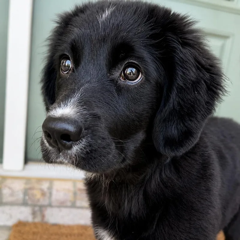 Pippa thumbnail 2