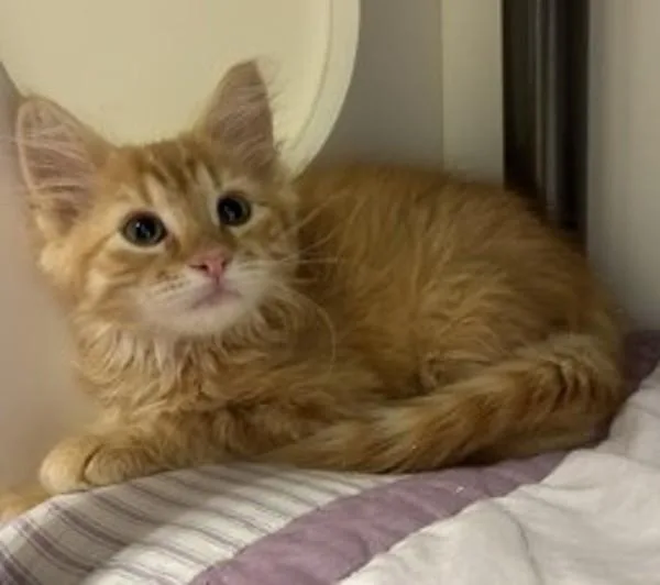 A baby medium-sized male Domestic Short Hair cat named Colt for adoption in Salt Lake City, UT