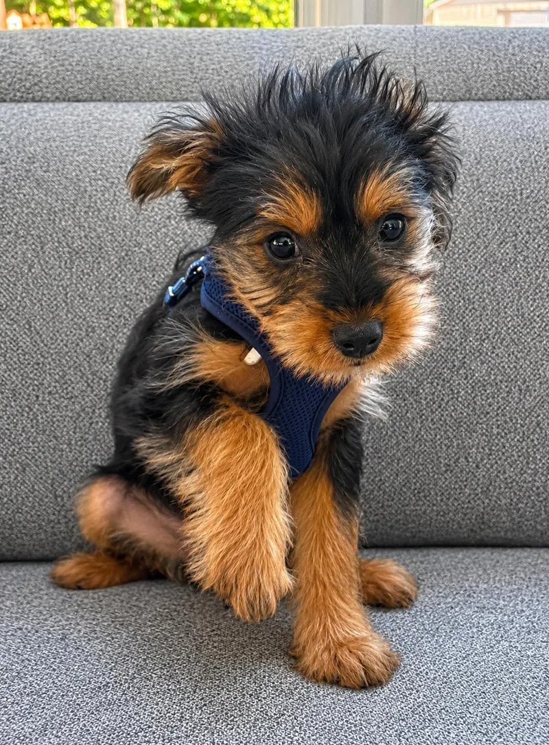 Brutus