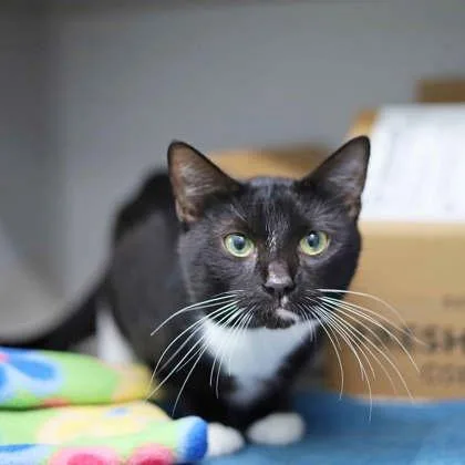 A young small-sized male Black Domestic Short Hair cat named Thor for adoption in Atlanta, GA