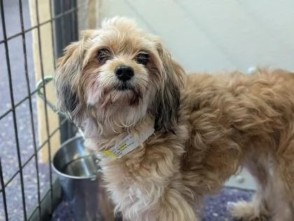 An adult small-sized male Cocker Spaniel dog named Collyns for adoption in Divide, CO