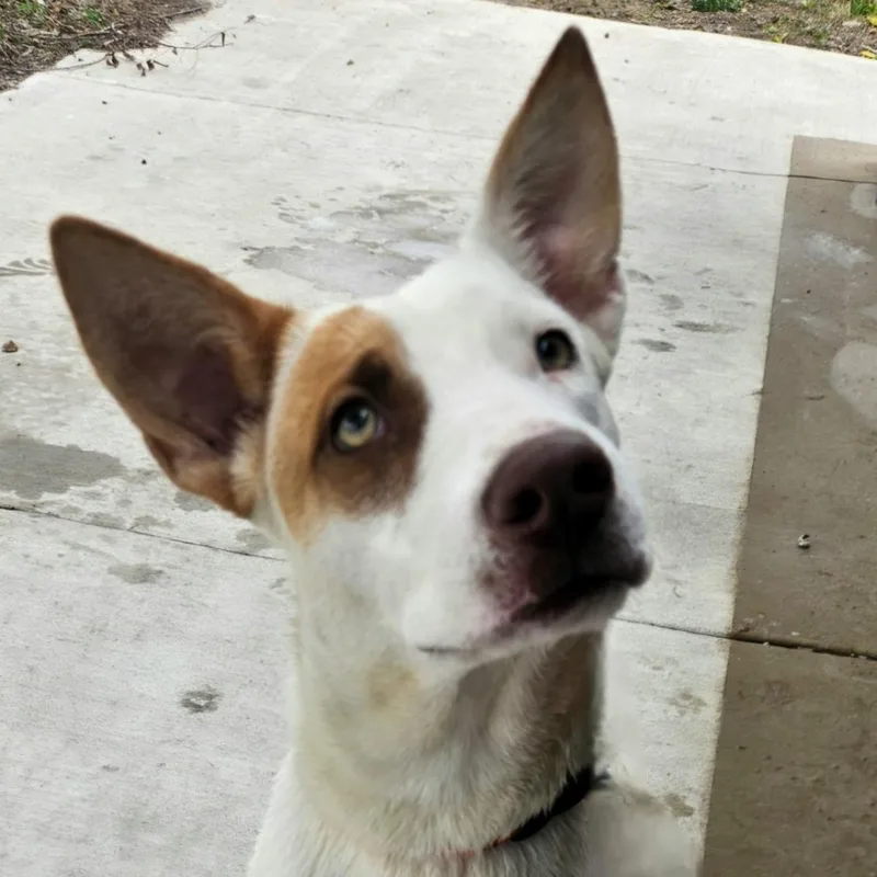 An adult medium-sized female White / Cream Terrier dog named Sugar for adoption in CORPUS CHRISTI, TX