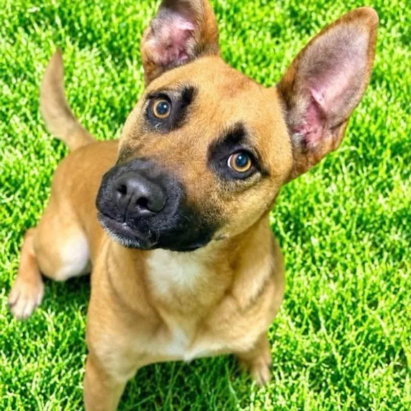 A baby medium-sized male Shepherd dog named Rango for adoption in Battle Creek, MI