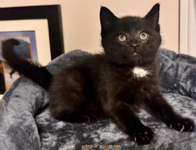 Tux