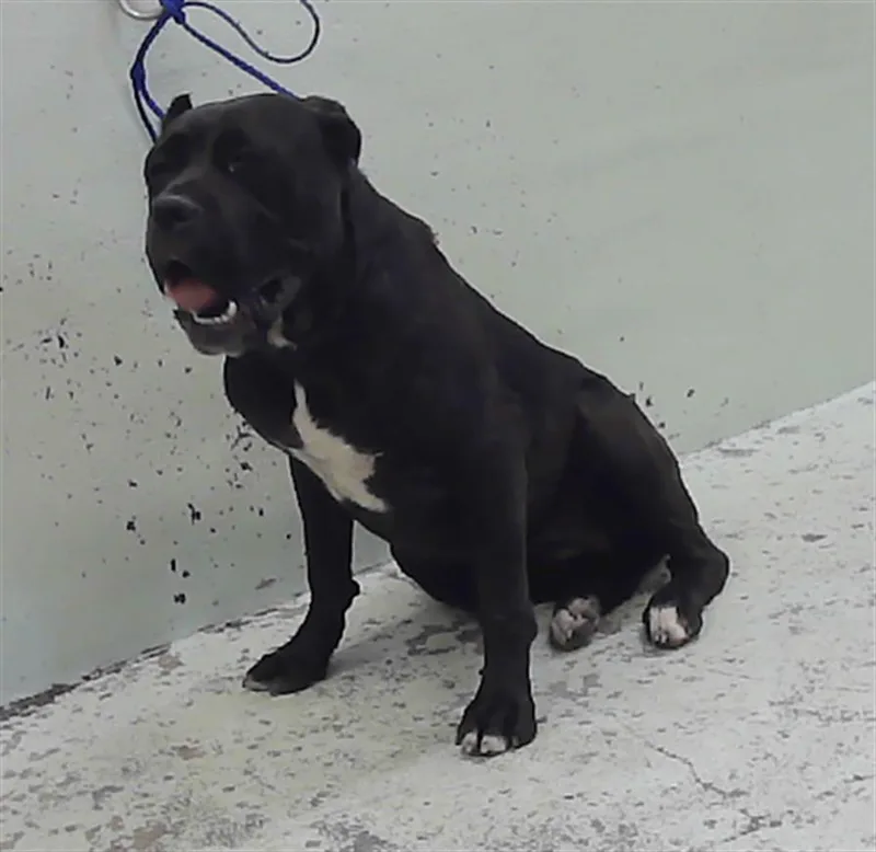 A young extra large-sized female Cane Corso dog named Misha for adoption in Houston, TX