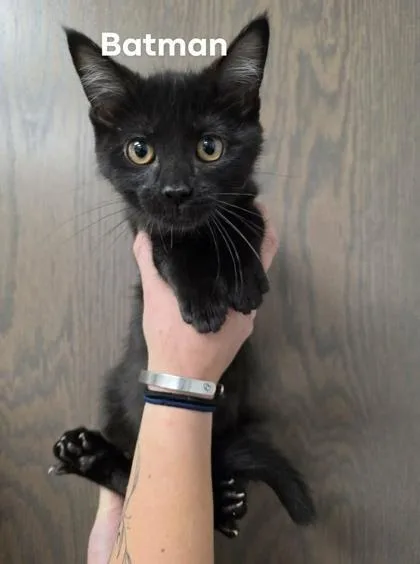 A baby medium-sized female Domestic Short Hair cat named Batman for adoption in Aberdeen, SD