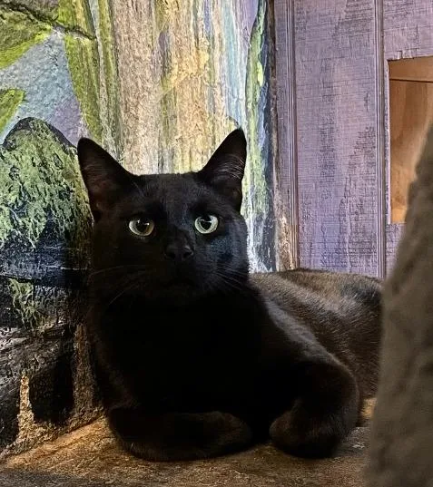 A young medium-sized male Domestic Short Hair cat named Salem for adoption in Hoover , AL